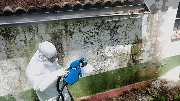Trusted Mold Removal service in Beverly, NJ - Cheap Mold Removal